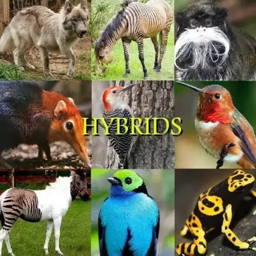 Hybrids