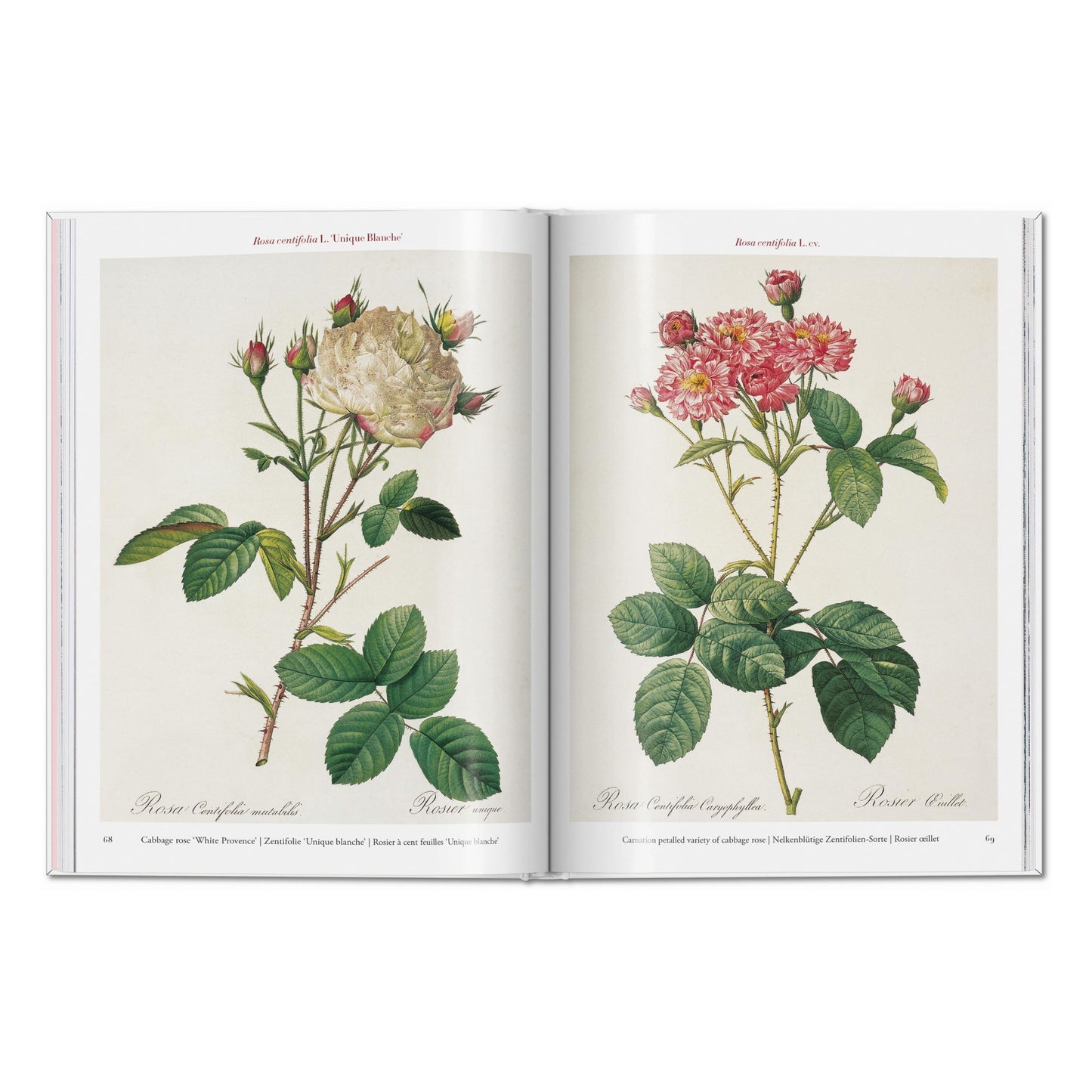 Redouté. Roses (German, French, English) Book