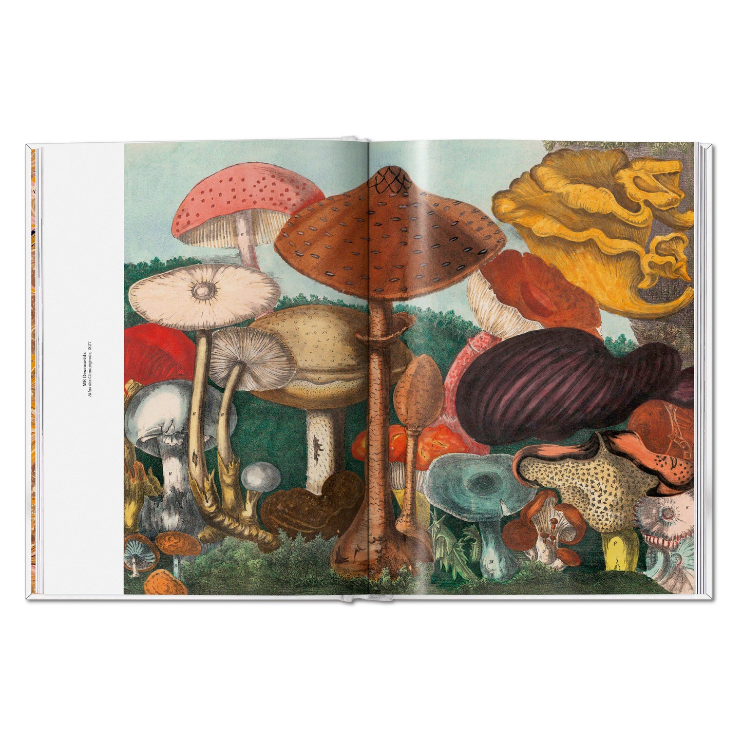 The Gourmand's Mushroom. A Collection of Stories and Recipes (English) Book