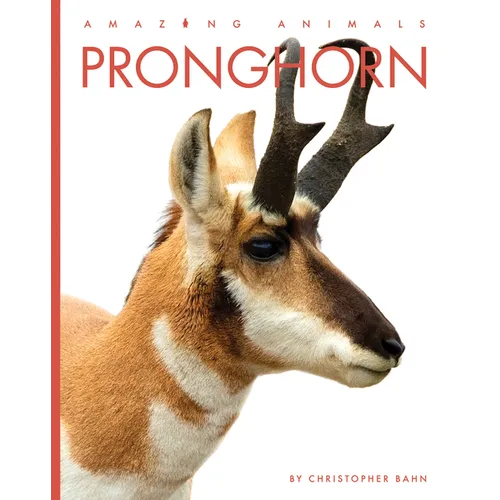 Pronghorn