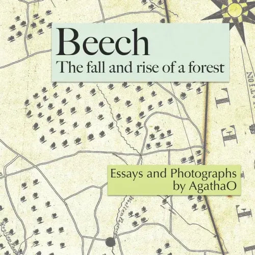 Beech: The Fall and Rise of a Forest