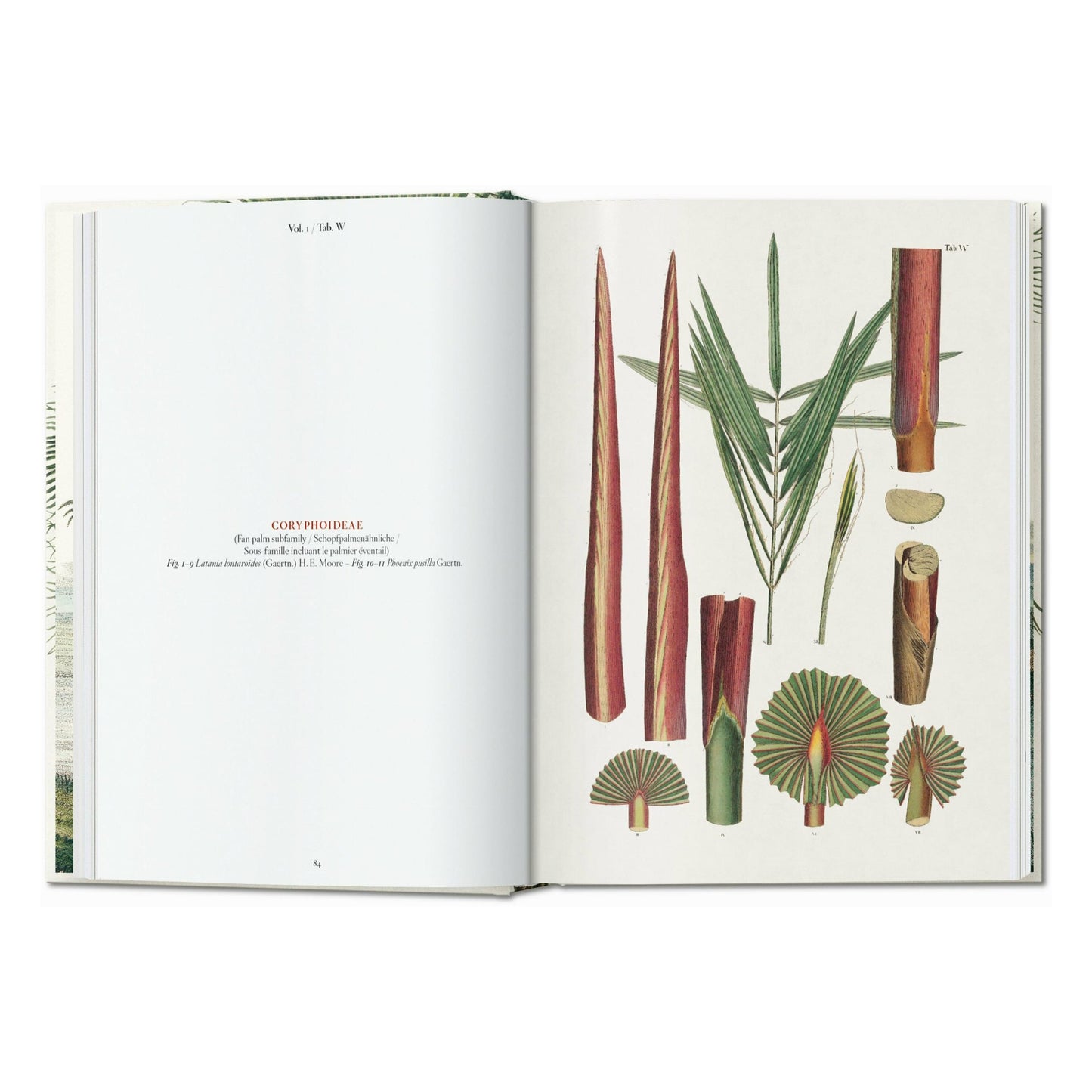 Martius. The Book of Palms. 45th Ed. (German, French, English) Book