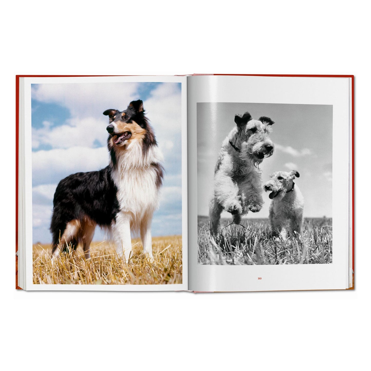 Walter Chandoha. Dogs. Photographs 1941–1991 (German, French, English) Book