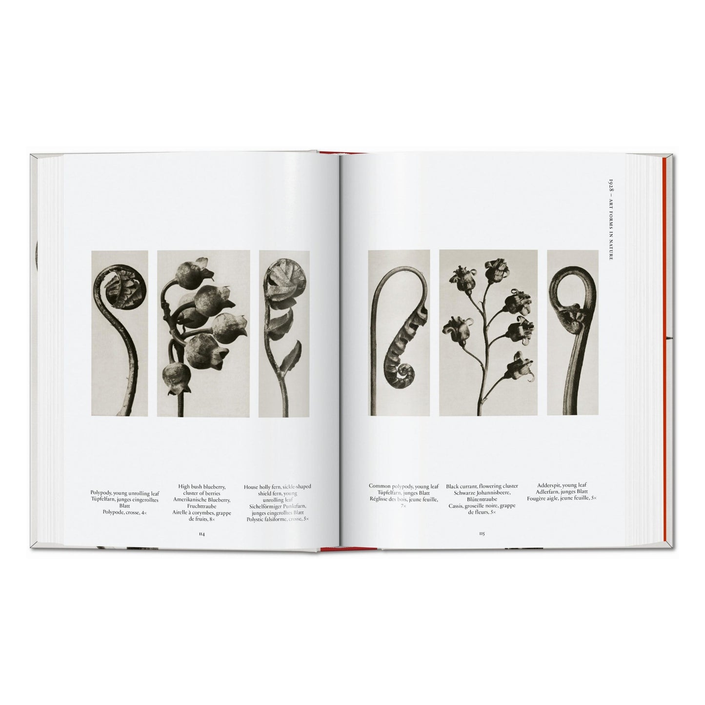 Karl Blossfeldt. The Complete Published Work. 45th Ed. (German, French, English) Book