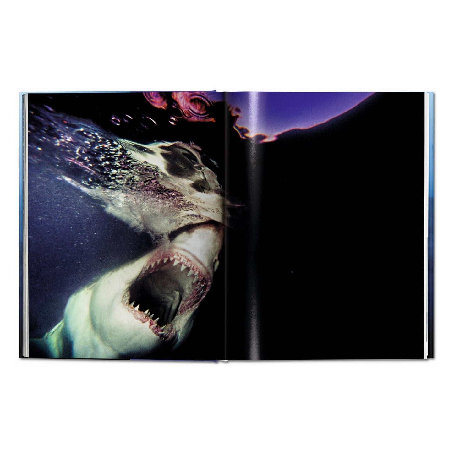Michael Muller. Sharks (English) Book