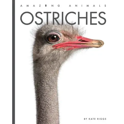 Ostriches