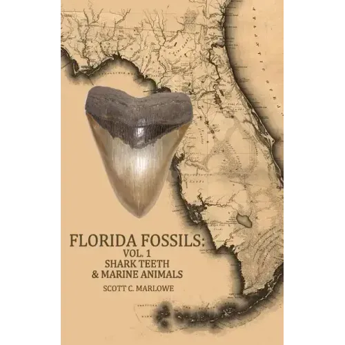 Florida Fossils: Shark Teeth & Marine Animals