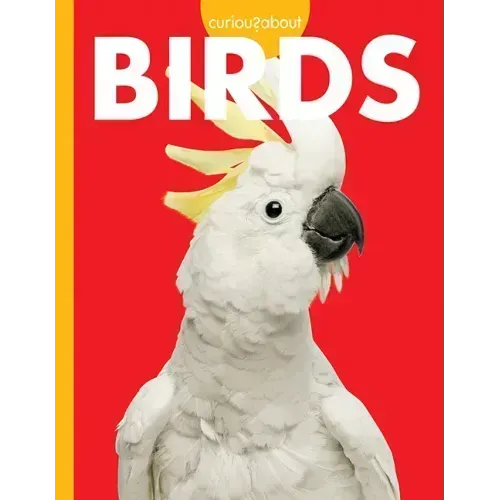 Curious about Birds