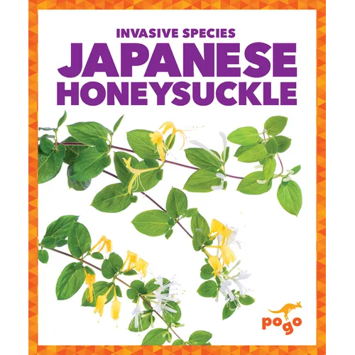 Japanese Honeysuckle