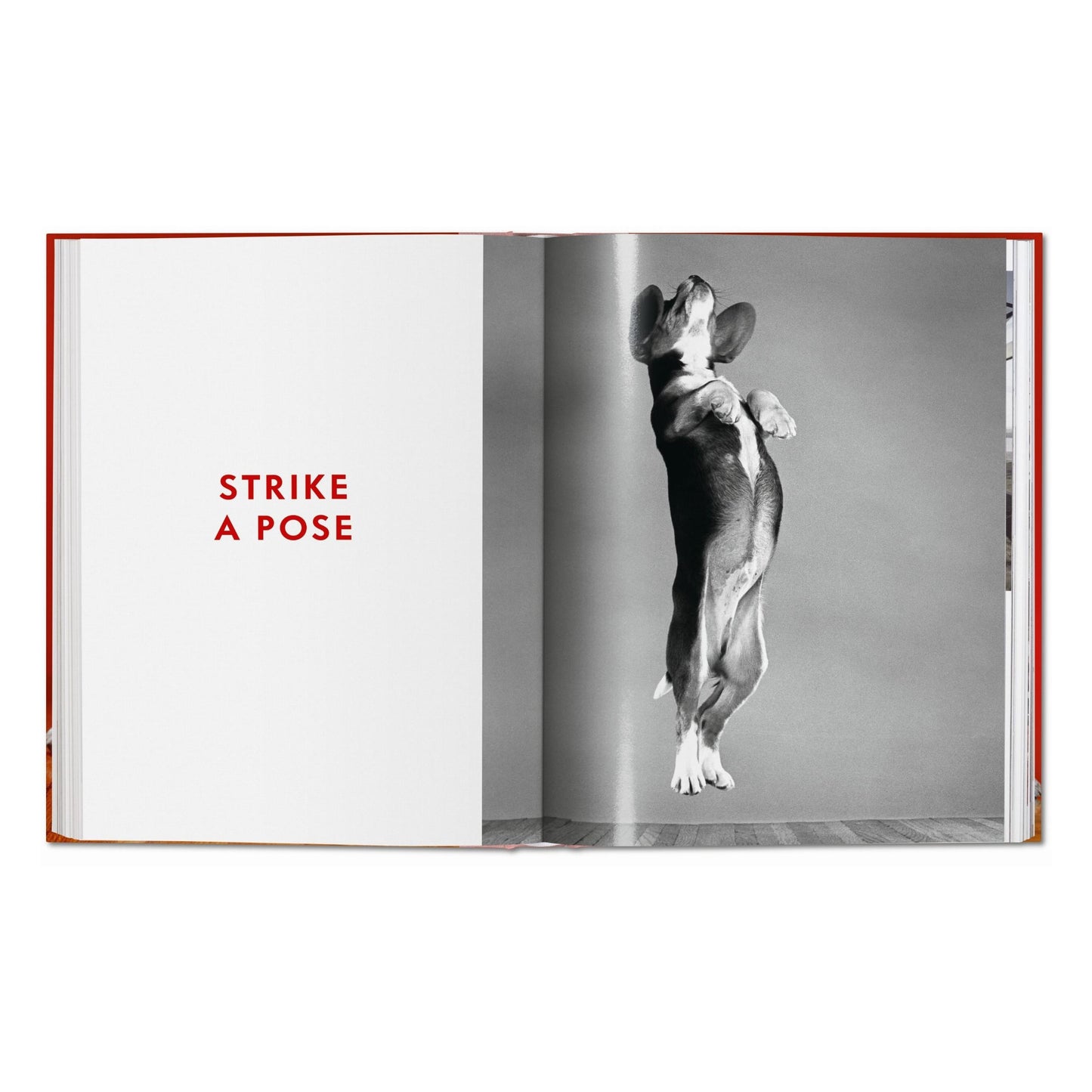 Walter Chandoha. Dogs. Photographs 1941–1991 (German, French, English) Book