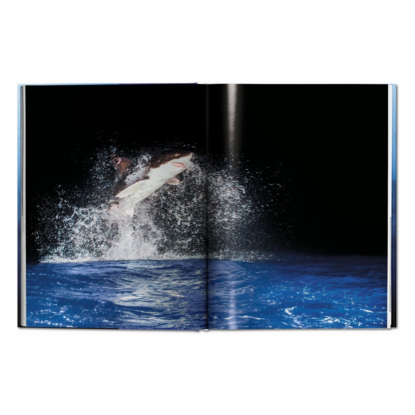 Michael Muller. Sharks (English) Book