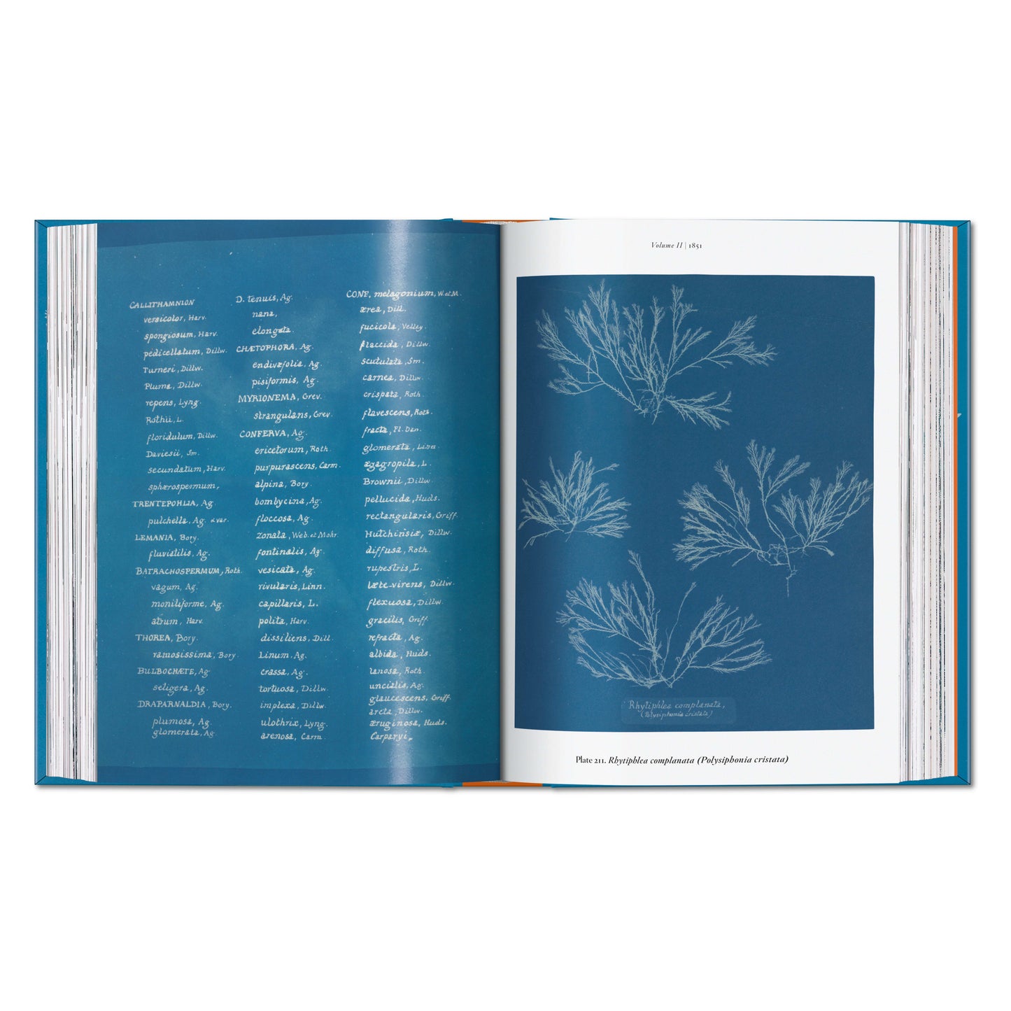 Anna Atkins. Cyanotypes. 45th Ed. (German, French, English) Book