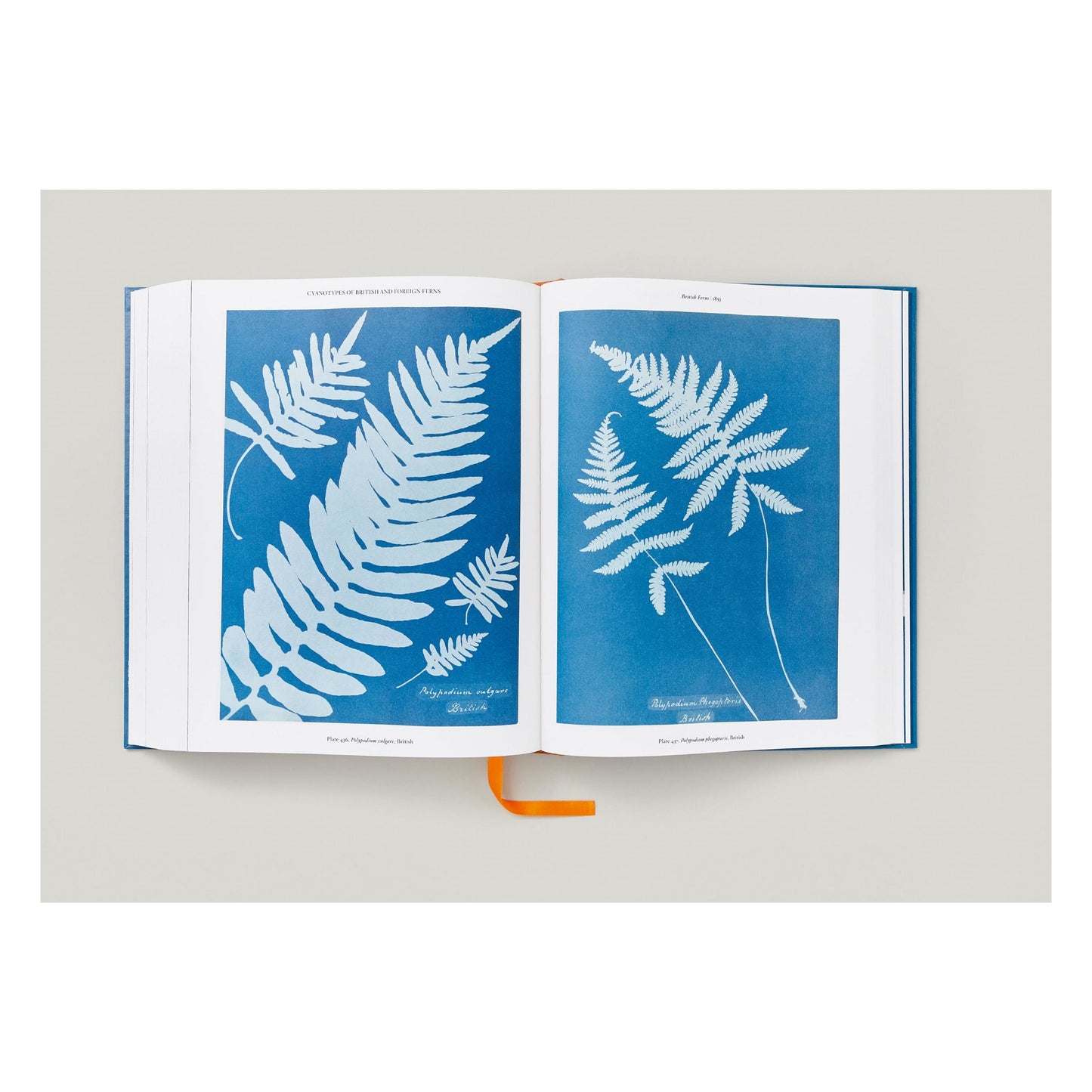Anna Atkins. Cyanotypes (German, French, English) (FFE) Book
