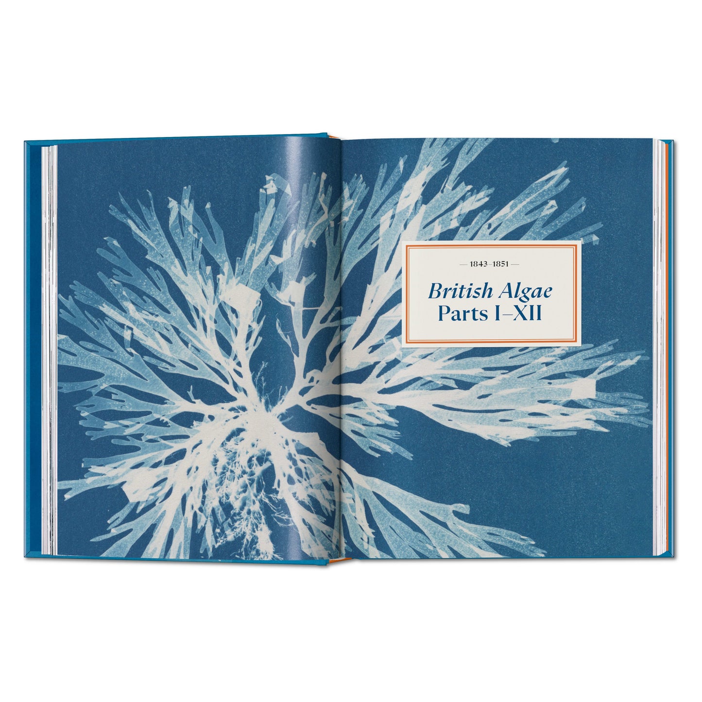 Anna Atkins. Cyanotypes. 45th Ed. (German, French, English) Book