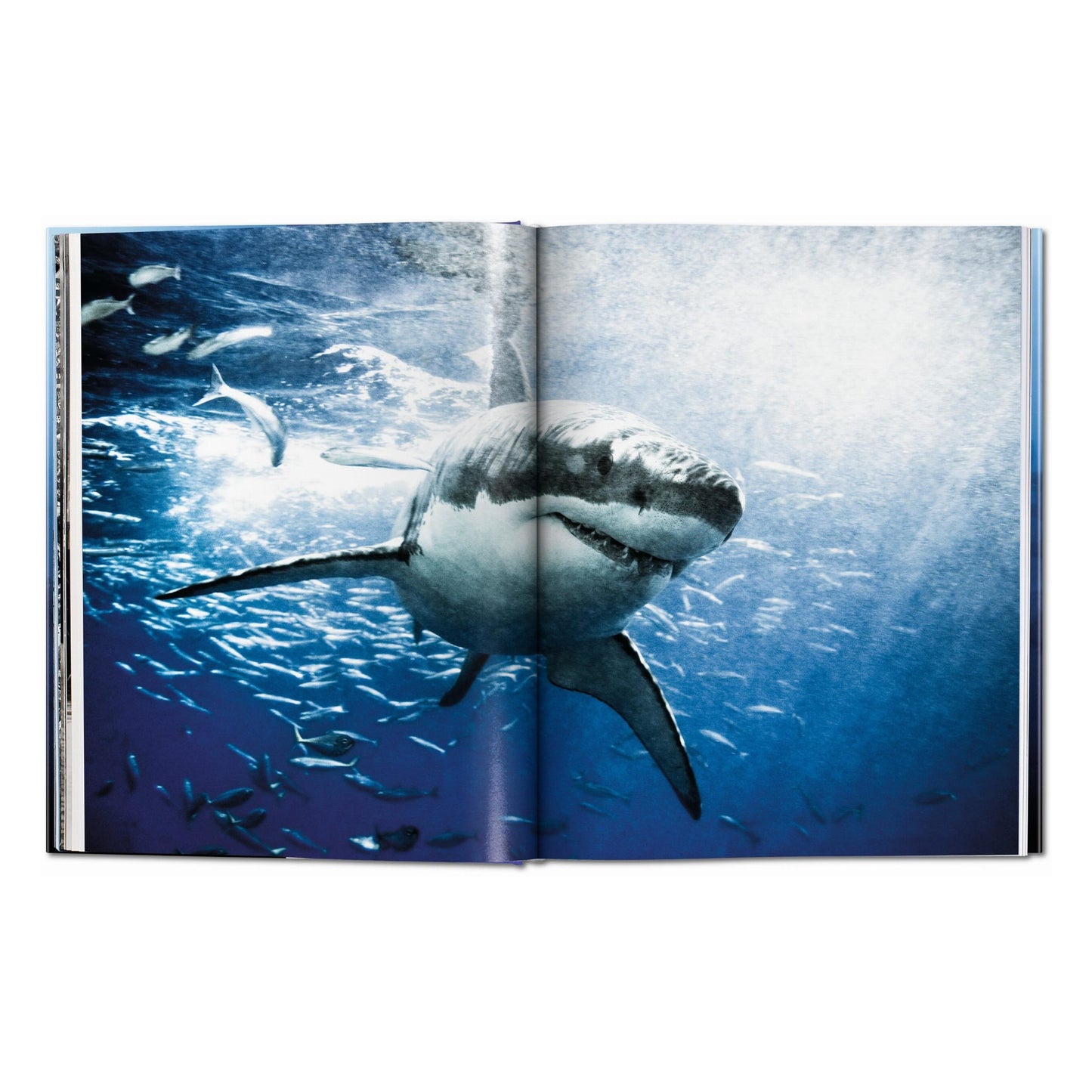 Michael Muller. Sharks (English) Book