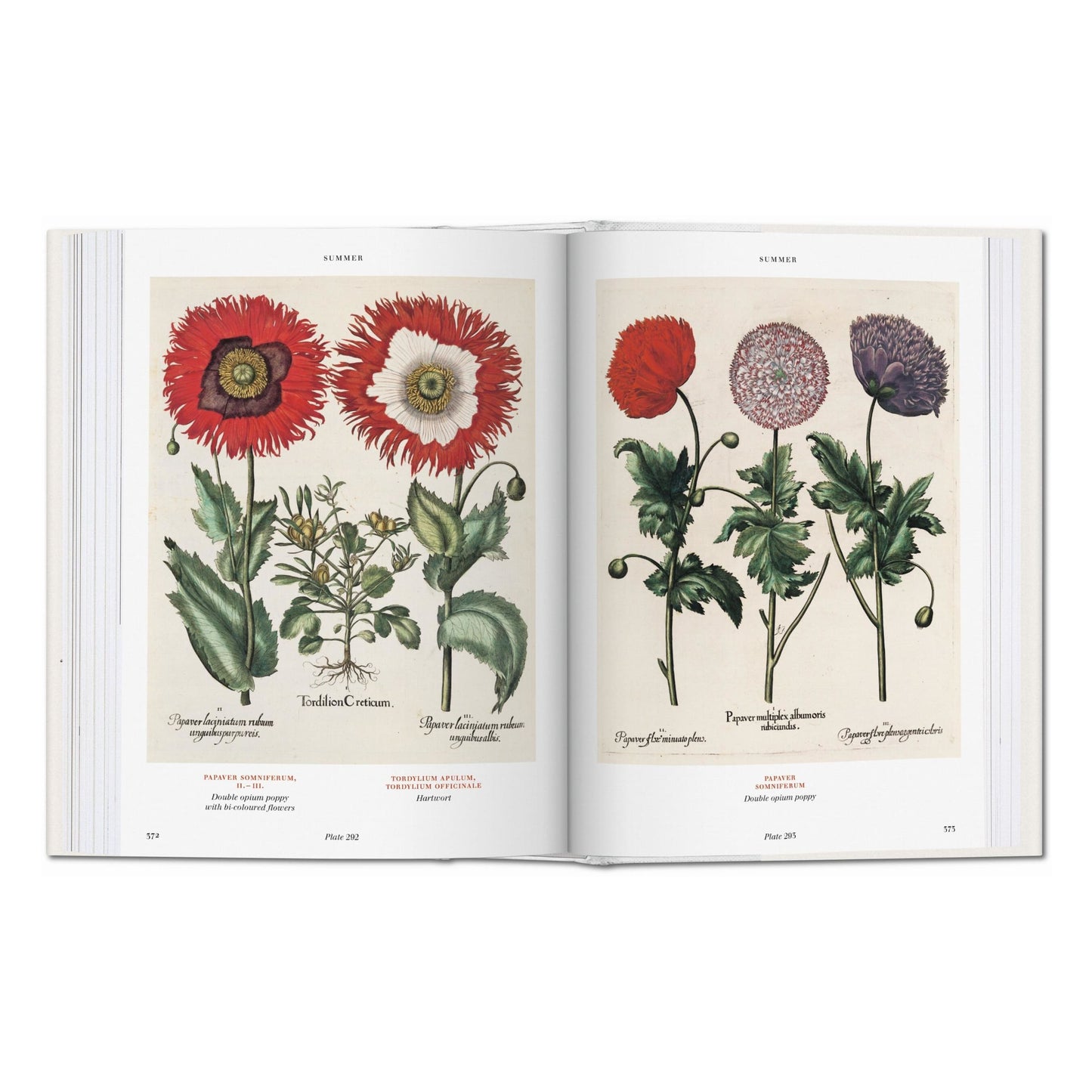 Basilius Besler. Florilegium. The Book of Plants (English) Book