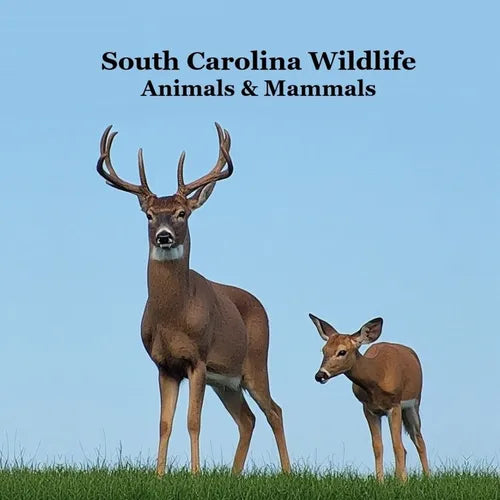 South Carolina Animals and Mammals Kids Wildlife Book: Great Wildlife Book about Animals and Mammals in South Carolina