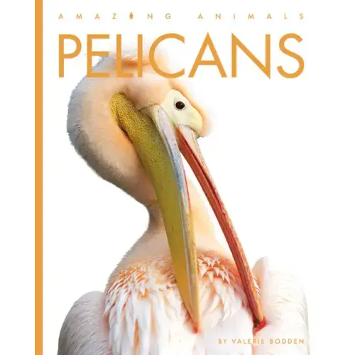 Pelicans
