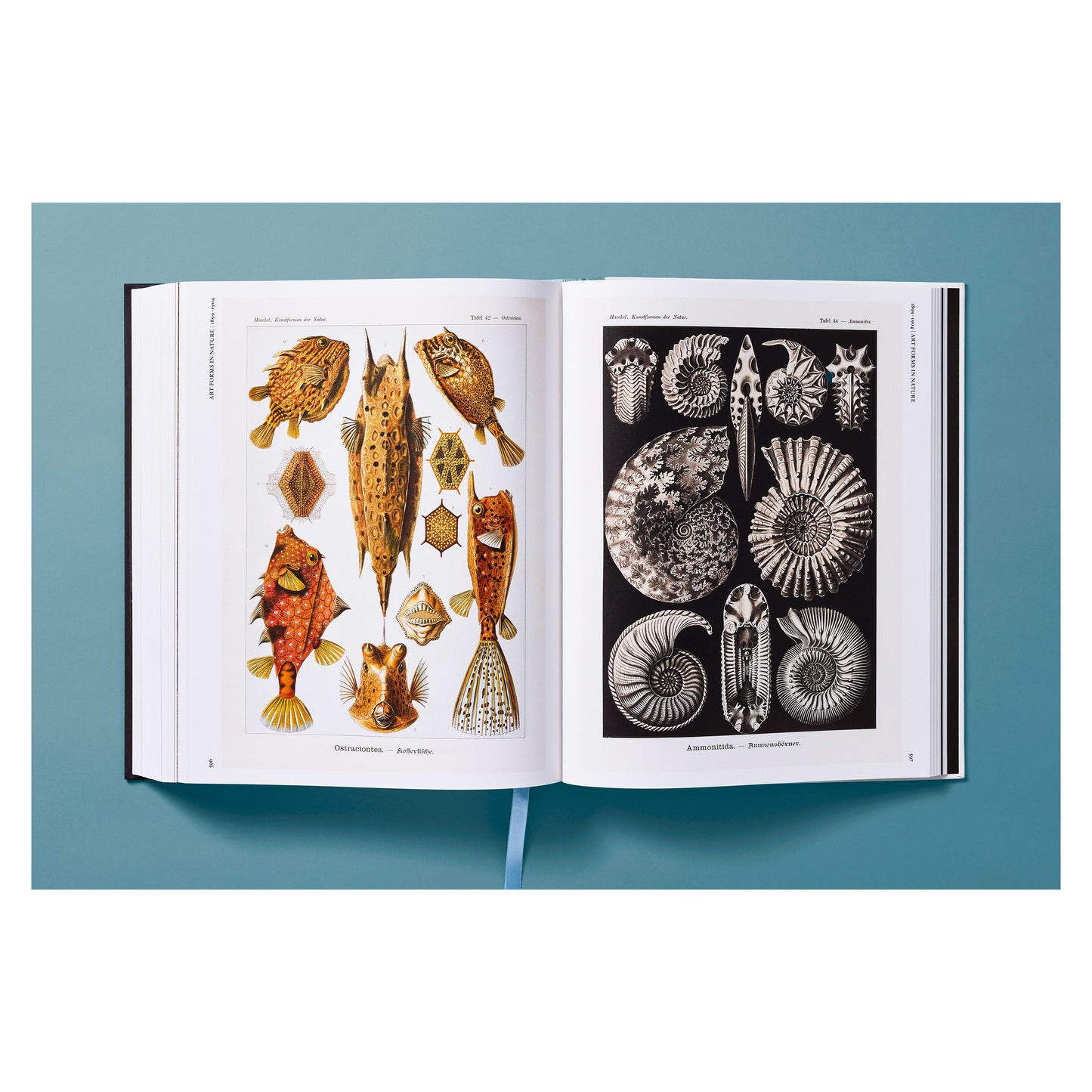 The Art and Science of Ernst Haeckel (German, French, English) Book