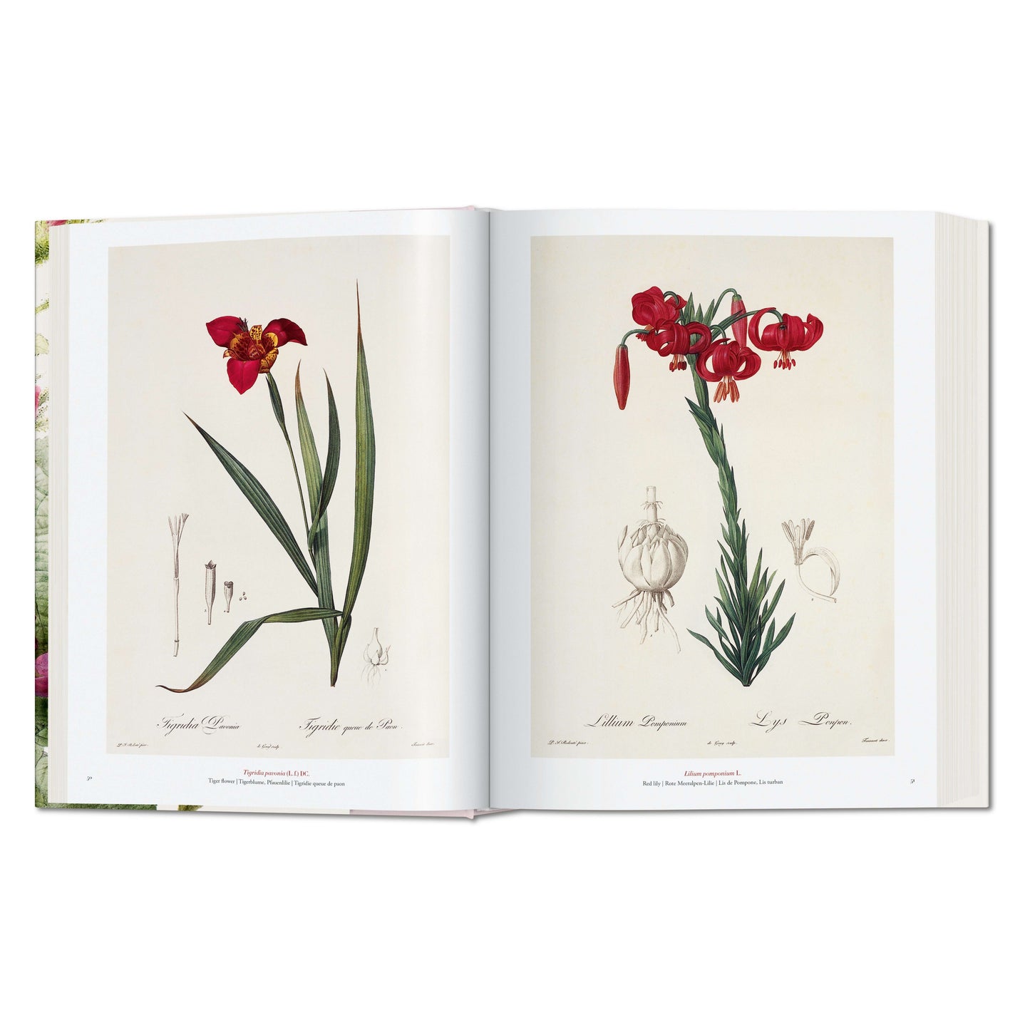 Redouté. The Book of Flowers (German, French, English) Book