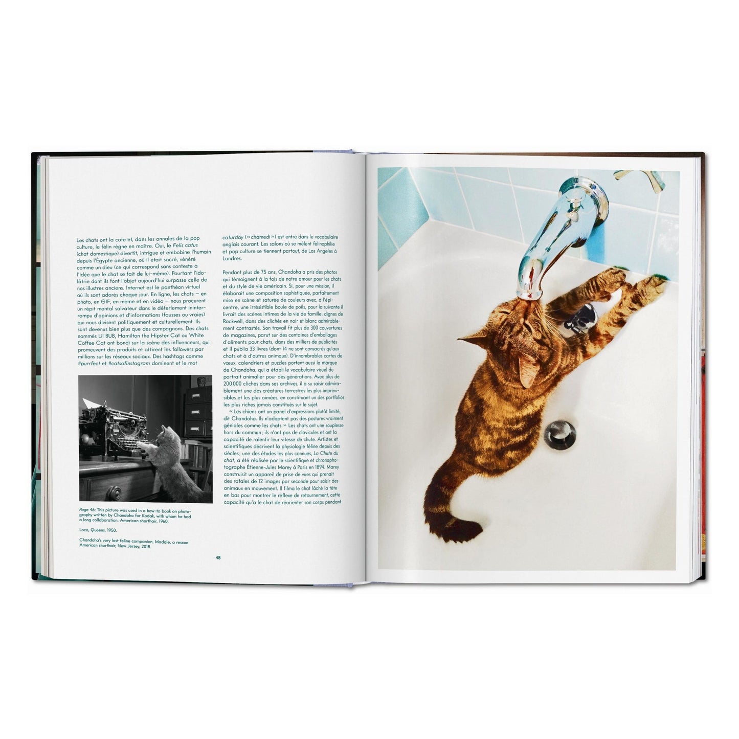 Walter Chandoha. Cats. Photographs 1942–2018 (German, French, English) Book