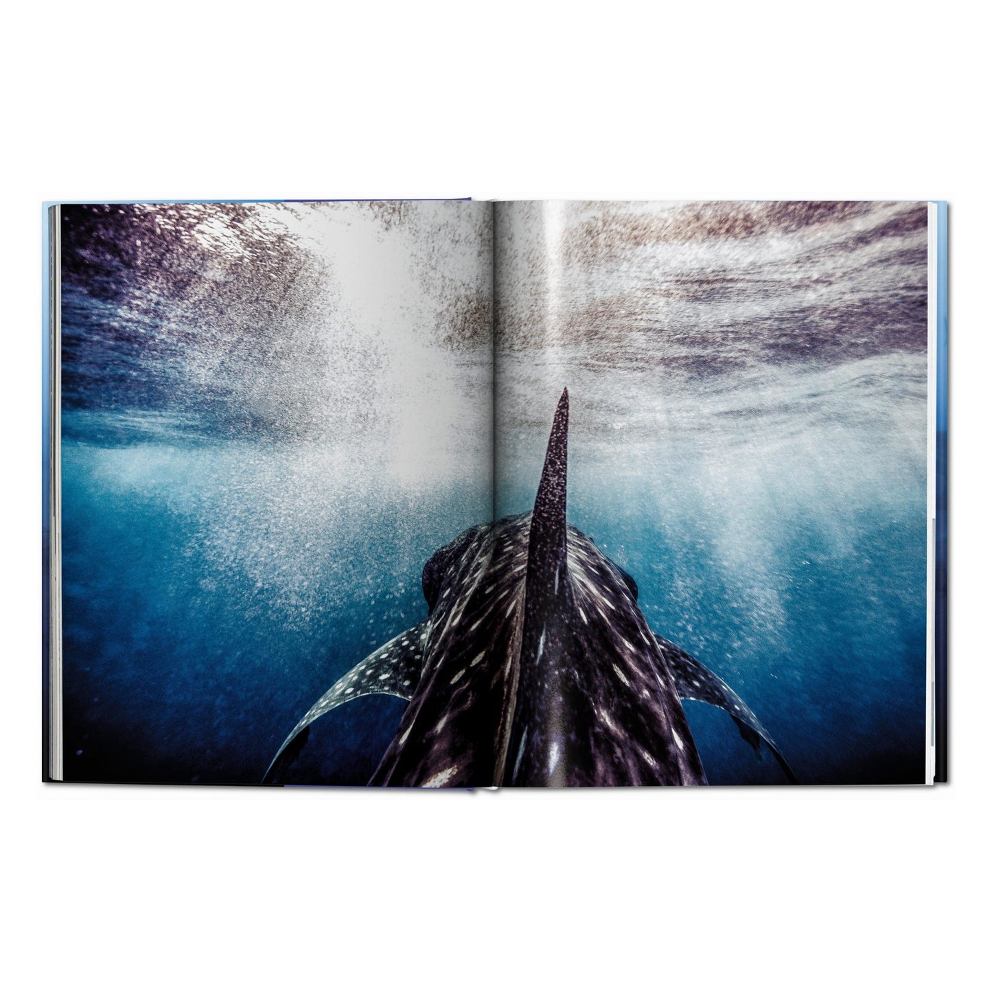 Michael Muller. Sharks (English) Book