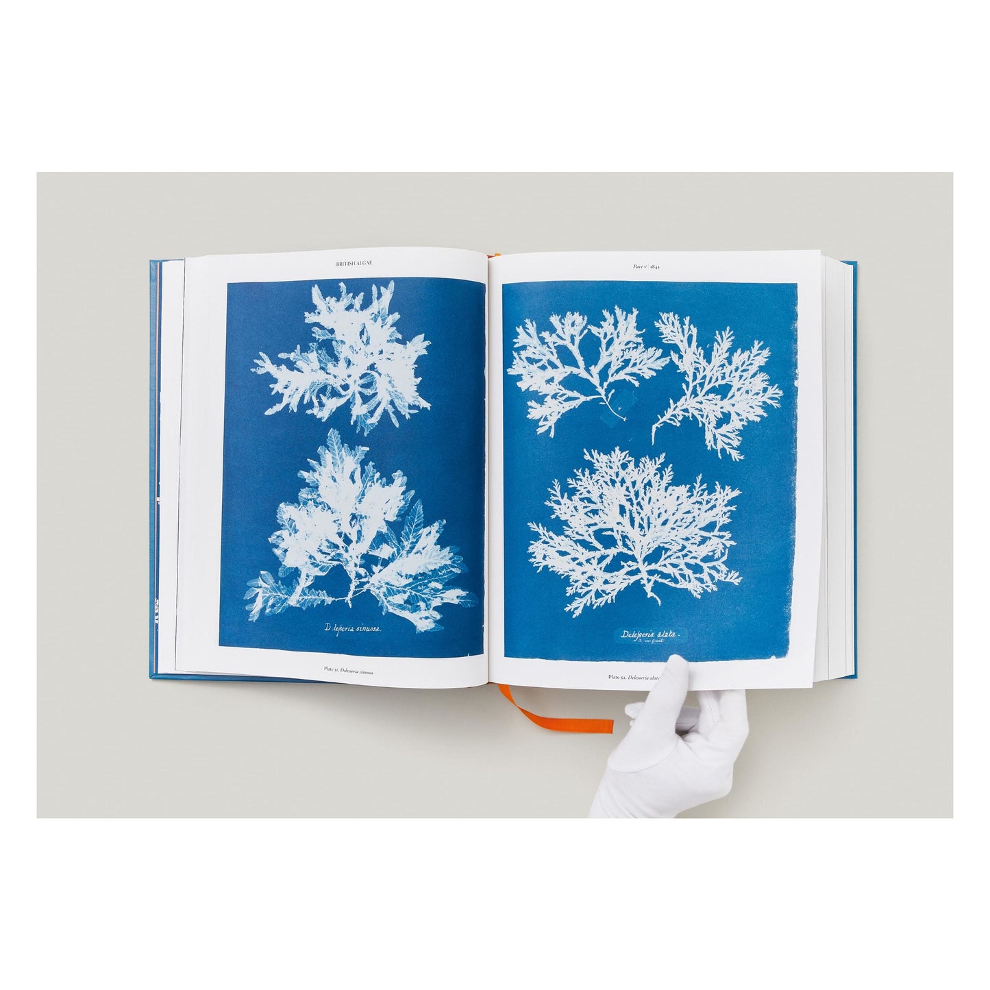 Anna Atkins. Cyanotypes (German, French, English) (FFE) Book