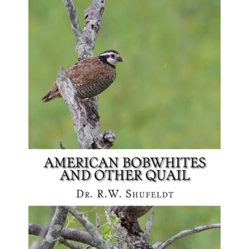 American Bobwhites and Other Quail