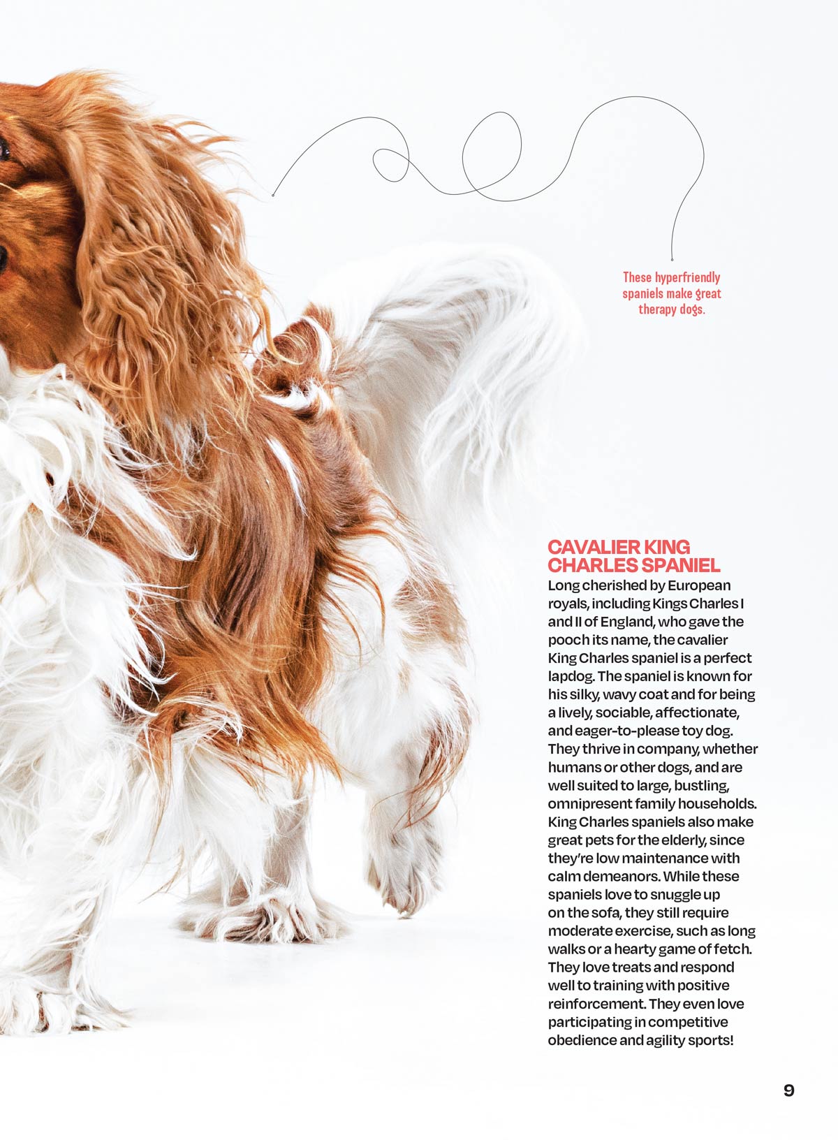 Inside Your Dog's Mind - The Happiness Issue: The Art Of Adventure & Play, Tips & Techniques To Fill Your Furry Friend's Lives With Joy, Playtime, Proper Nutrition, Return Gestures Of Love & More!