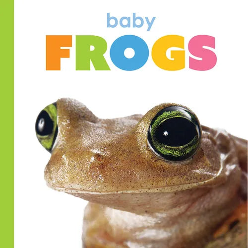 Baby Frogs