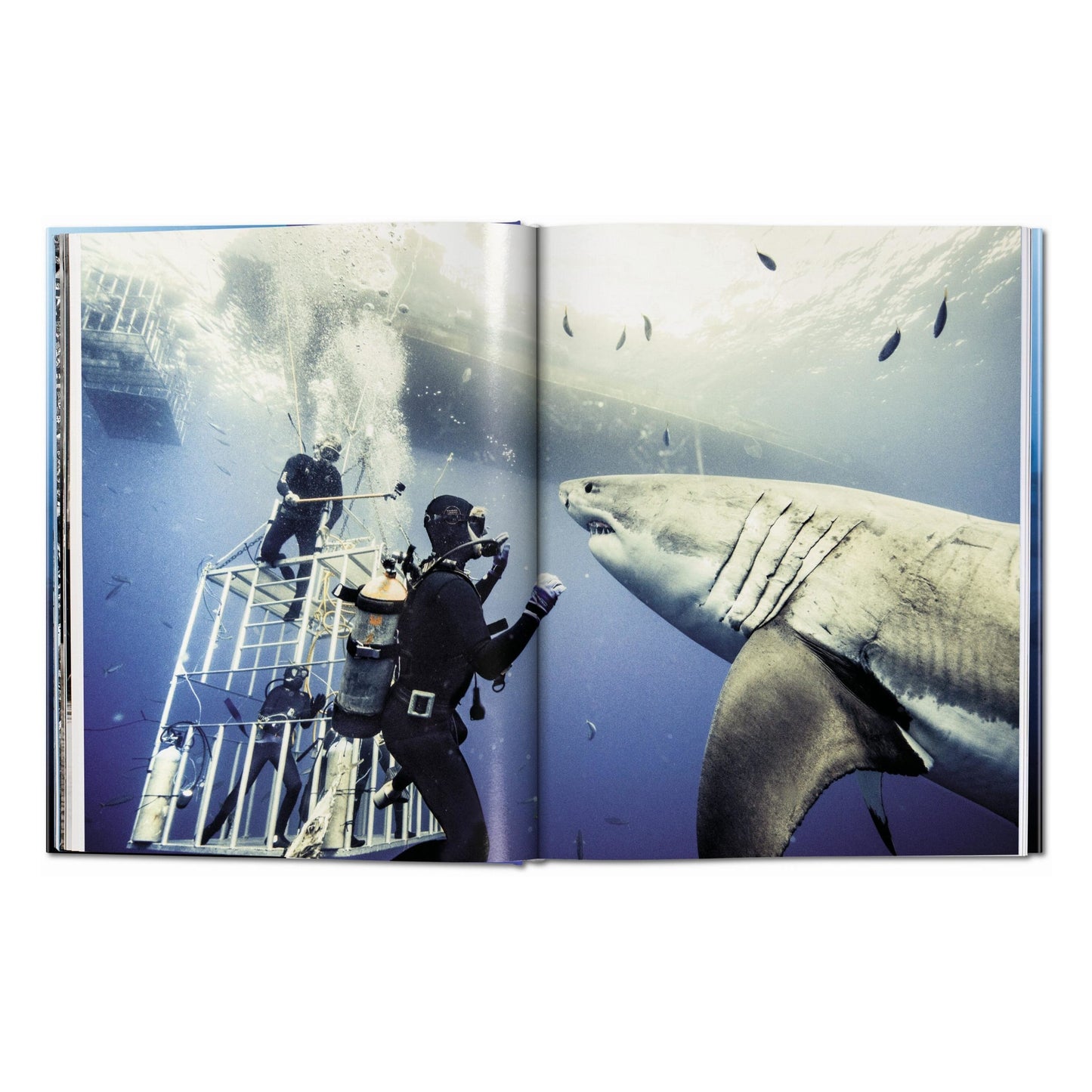 Michael Muller. Sharks (English) Book