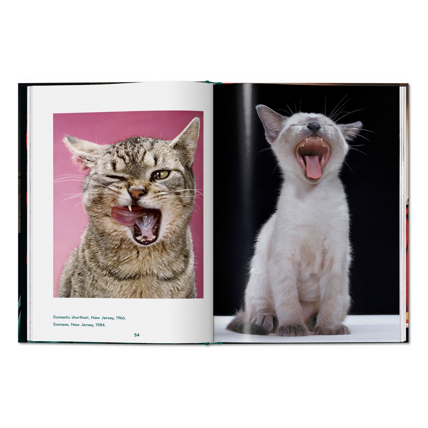 Walter Chandoha. Cats. Photographs 1942–2018 (English) Book