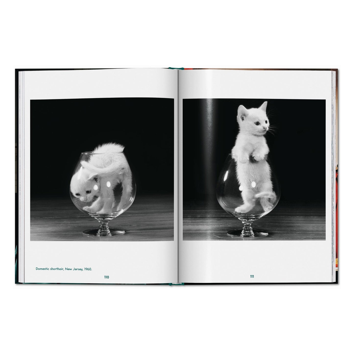Walter Chandoha. Cats. Photographs 1942–2018 (English) Book