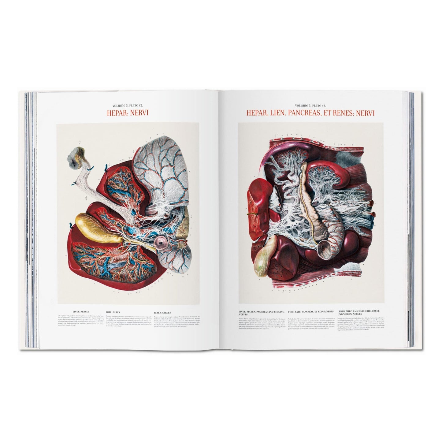 Bourgery. Atlas of Human Anatomy and Surgery (German, French, English) Book