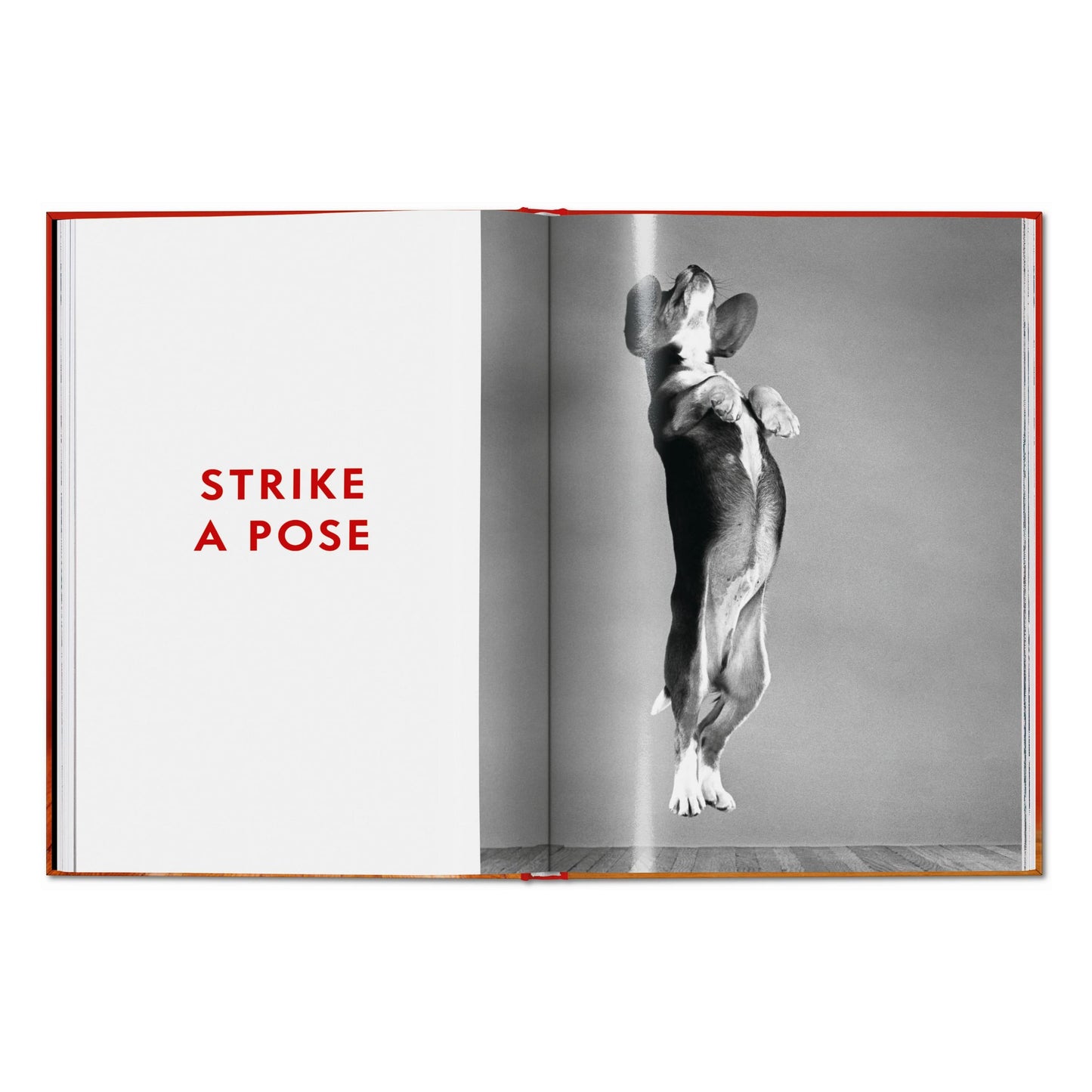 Walter Chandoha. Dogs. Photographs 1941–1991 (English) Book