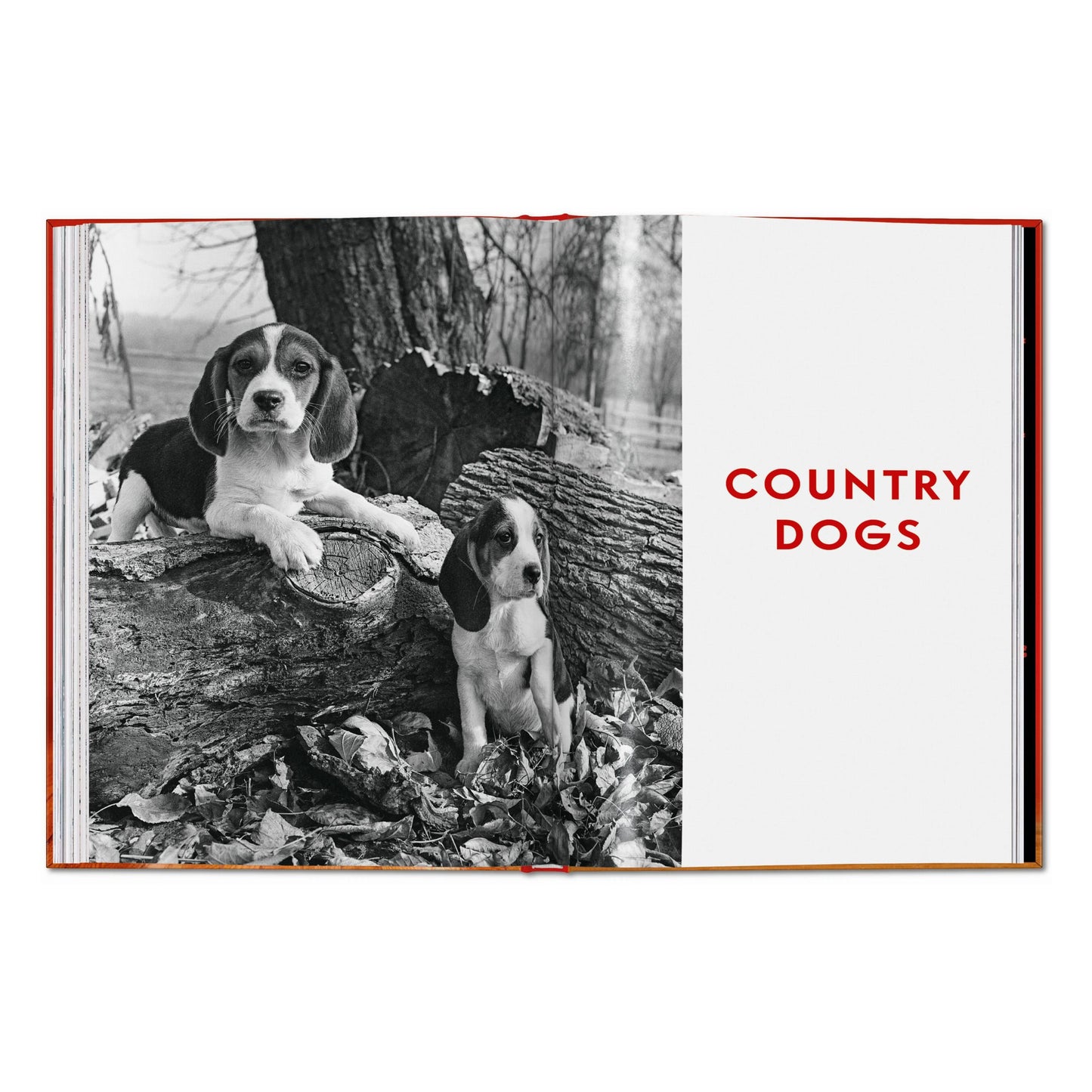 Walter Chandoha. Dogs. Photographs 1941–1991 (English) Book