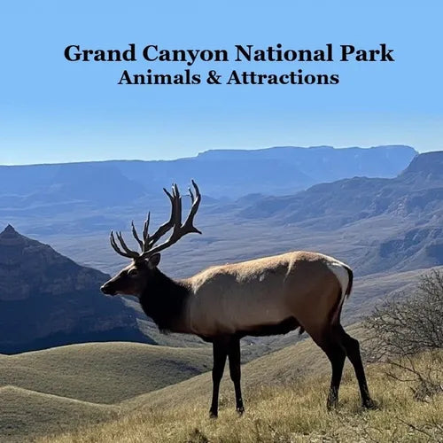 Grand Canyon Park Animals and Attractions Kids Book: Great Way for Kids to See the Grand Canyon National Park