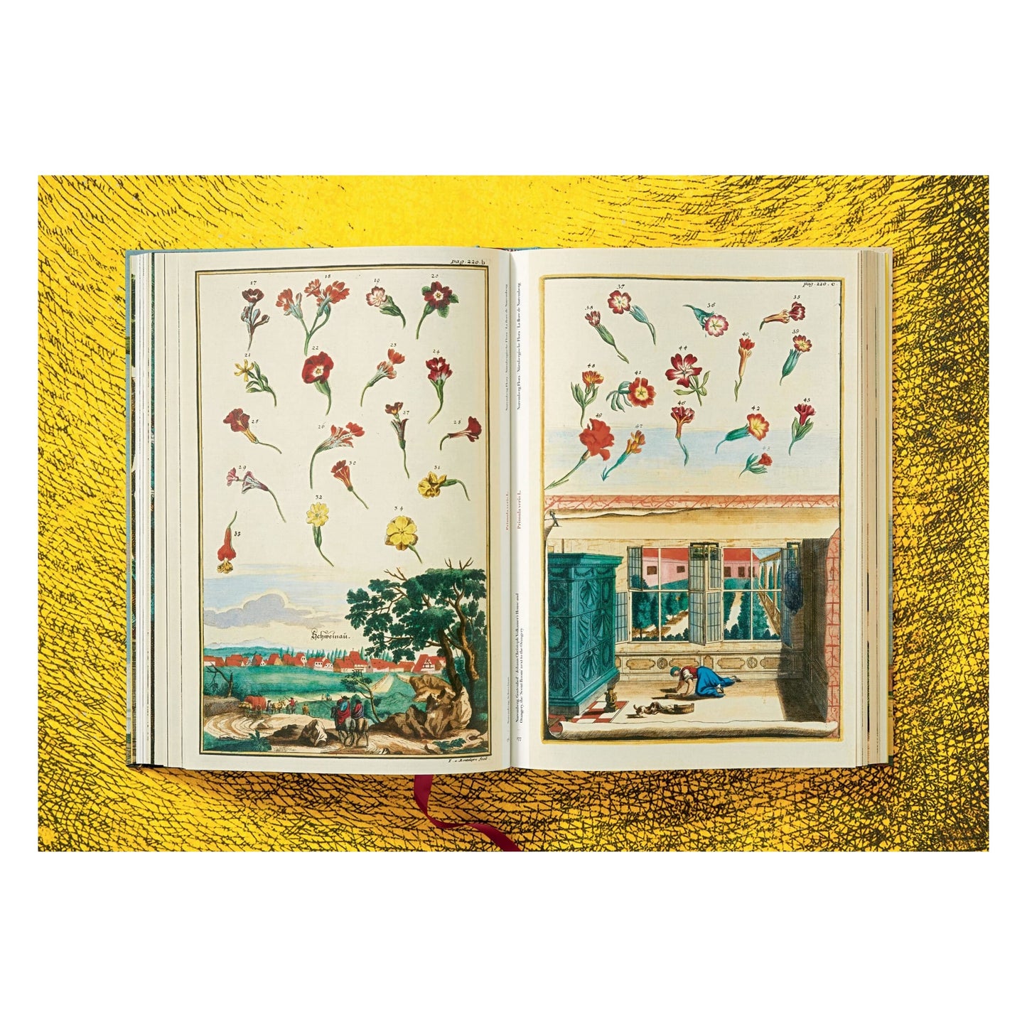 J. C. Volkamer. The Book of Citrus Fruits (German, French, English) Book