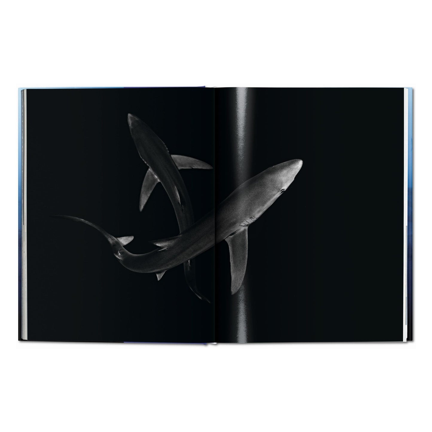 Michael Muller. Sharks (English) Book