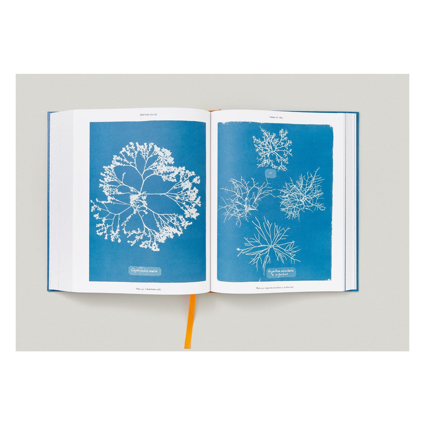 Anna Atkins. Cyanotypes (German, French, English) (FFE) Book