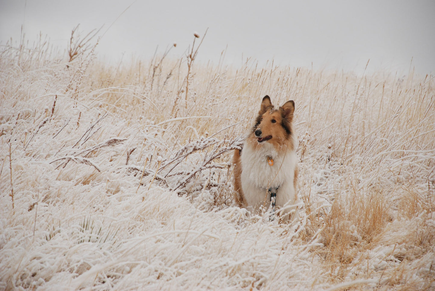 Capture My Colorado: Vail Book