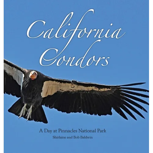 California Condors: A Day at Pinnacles National Park