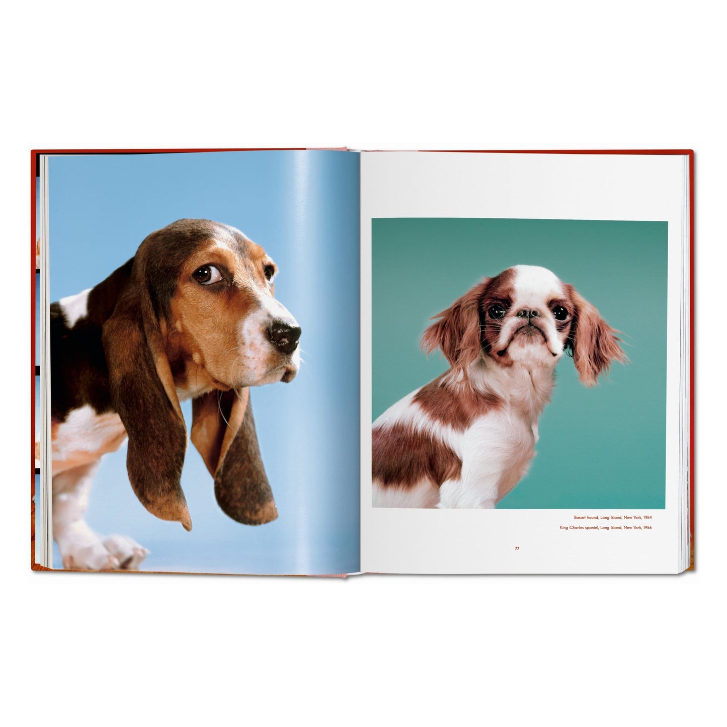 Walter Chandoha. Dogs. Photographs 1941–1991 (German, French, English) Book