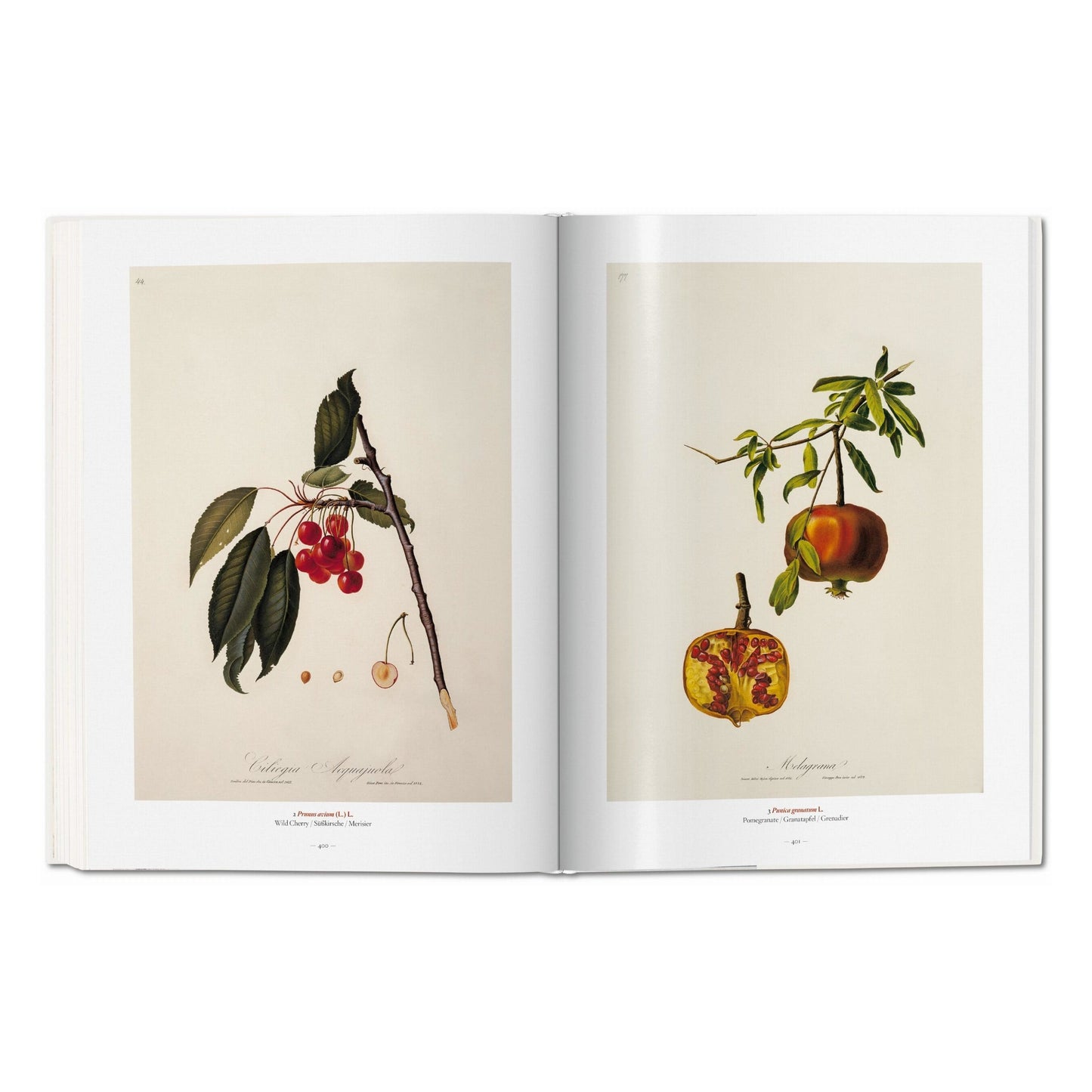 A Garden Eden. Masterpieces of Botanical Illustration (German, French, English) Book