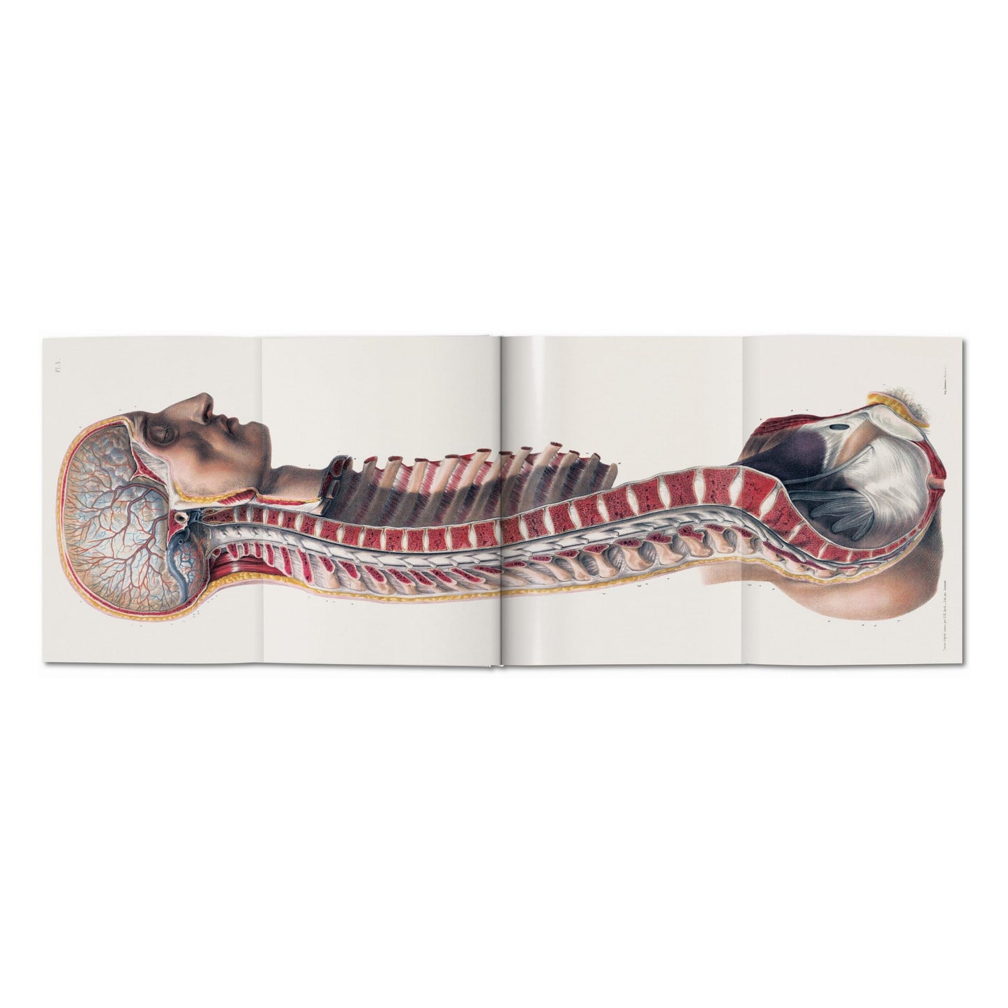 Bourgery. Atlas of Human Anatomy and Surgery (German, French, English) Book