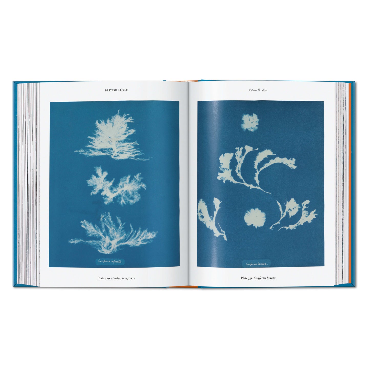 Anna Atkins. Cyanotypes. 45th Ed. (German, French, English) Book