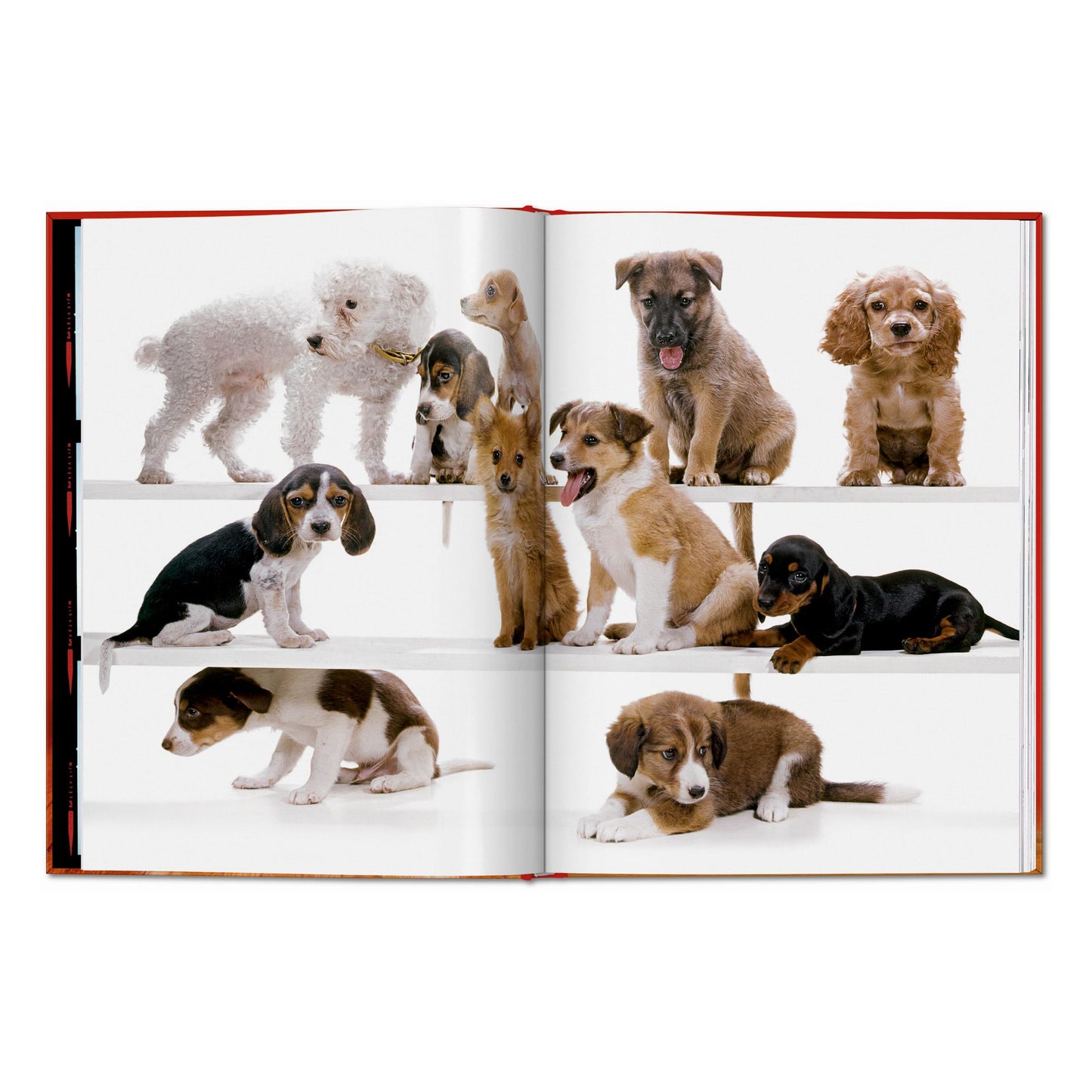 Walter Chandoha. Dogs. Photographs 1941–1991 (English) Book