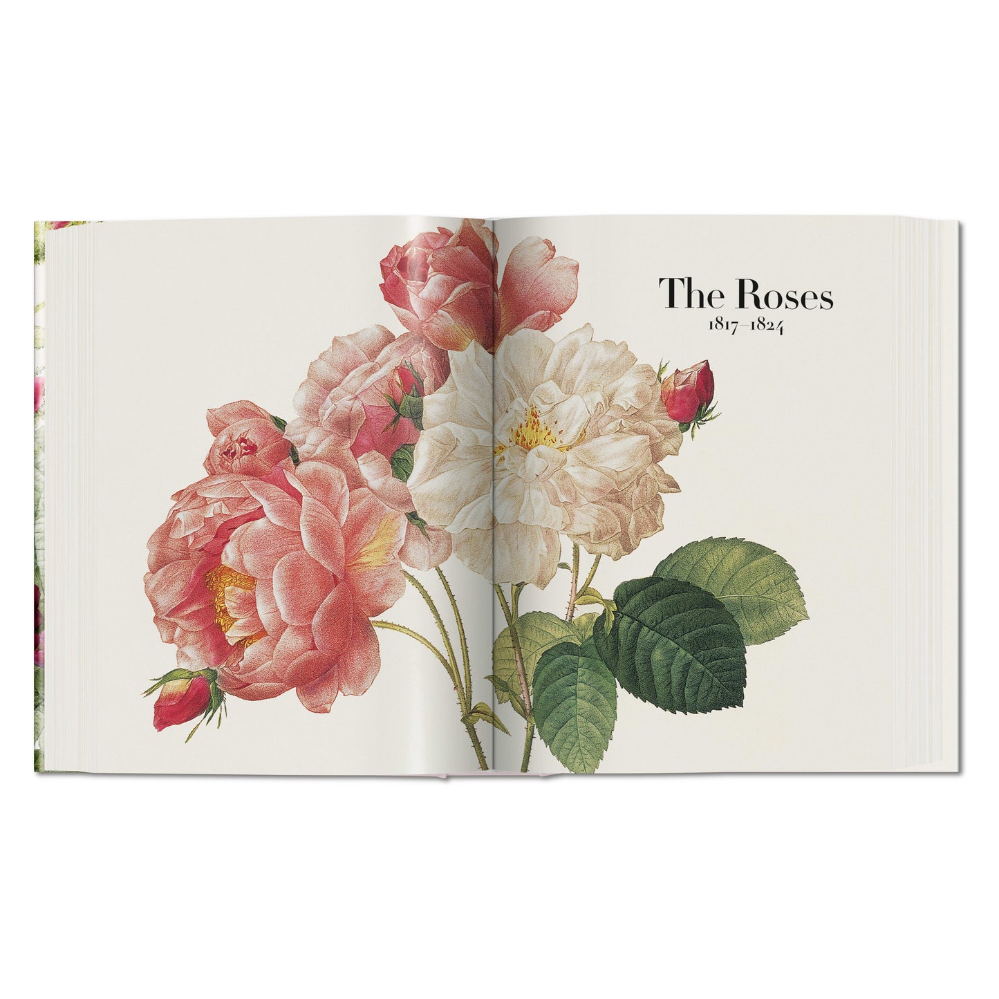 Redouté. The Book of Flowers (German, French, English) Book