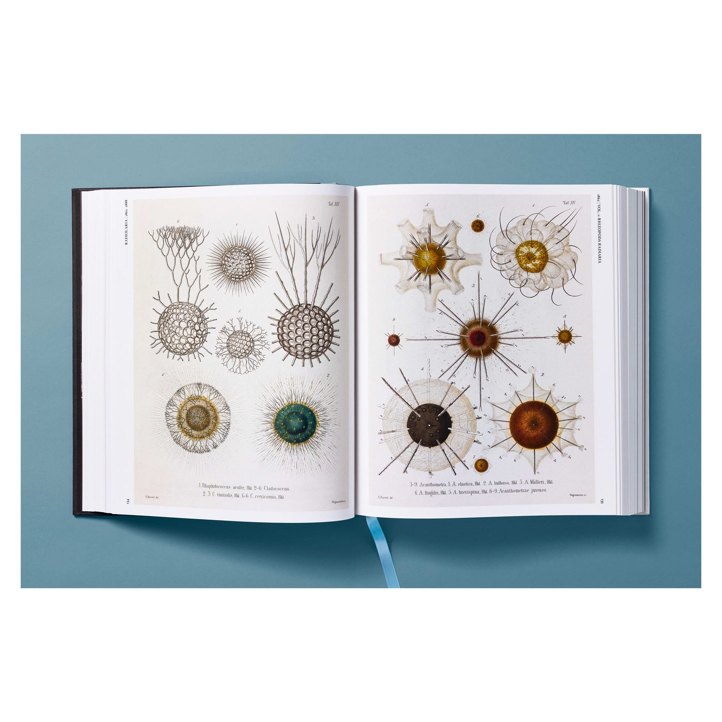 The Art and Science of Ernst Haeckel (German, French, English) Book