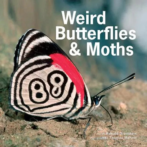 Weird Butterflies and Moths